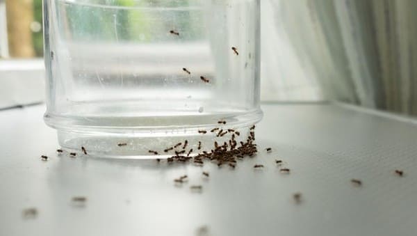Cara Usir Semut di Rumah Pakai Bahan Dapur 