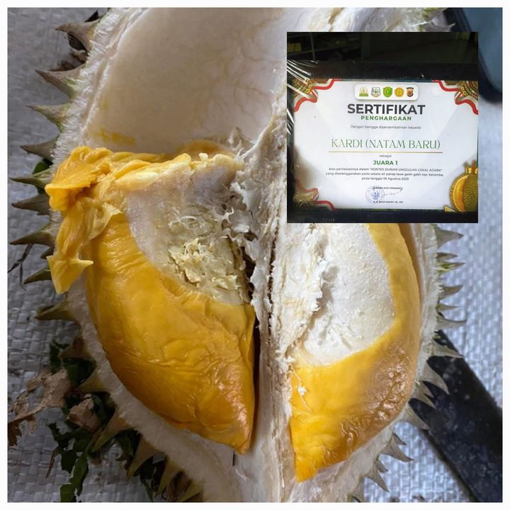 Juara Kontes Durian Unggulan Lokal Aceh Tenggara 2025