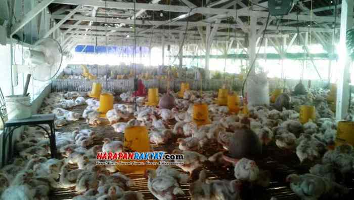 Peternak ayam